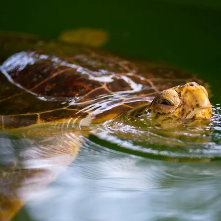 Villa Capital Dalyan