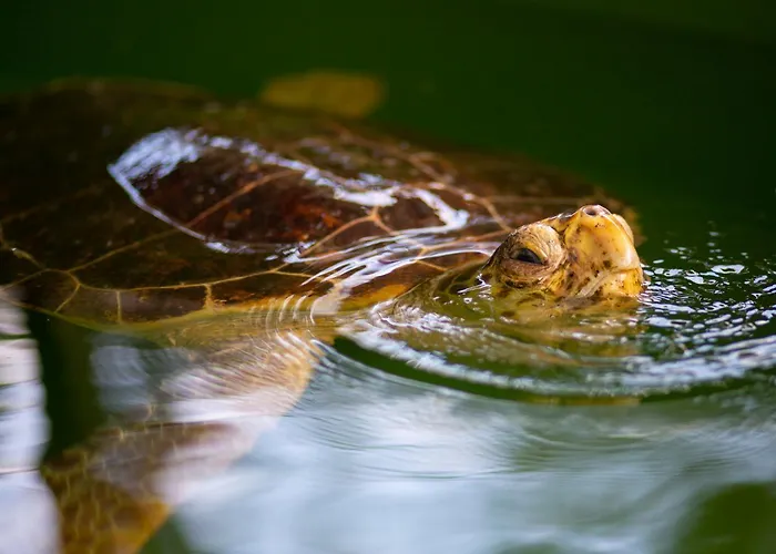 Villa Capital Dalyan